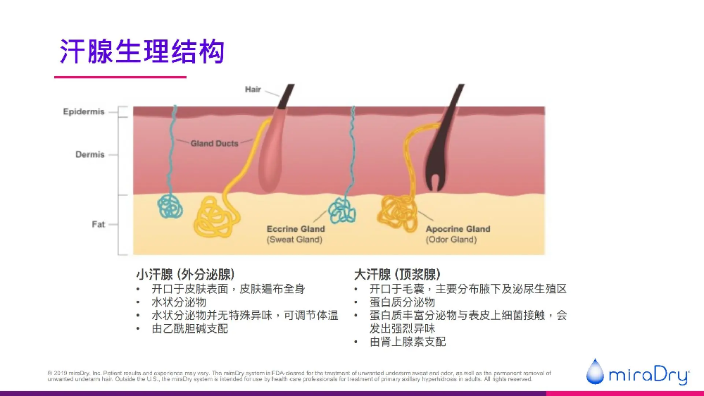 汗腺生理结构